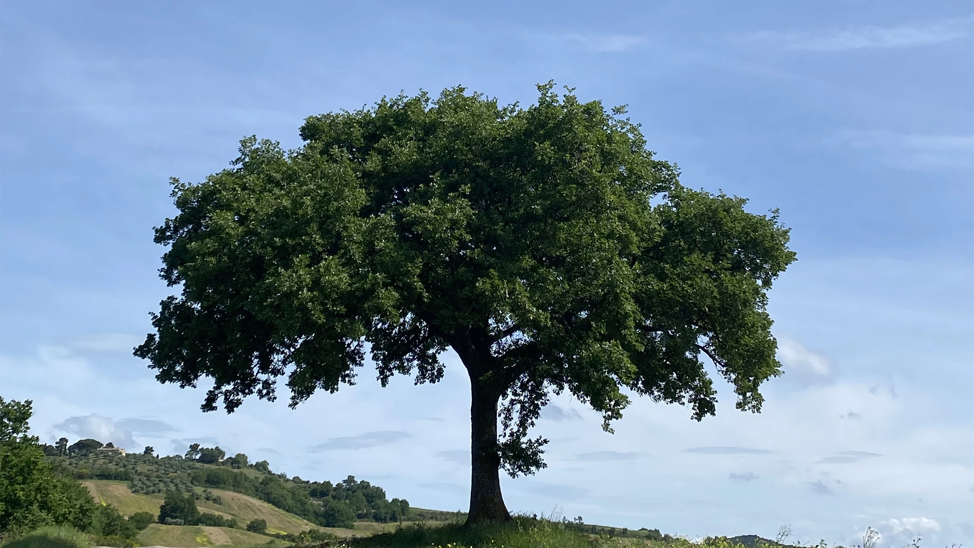la-quercia-bella